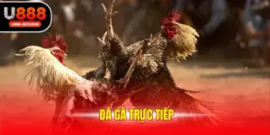 Đá gà trực tiếp