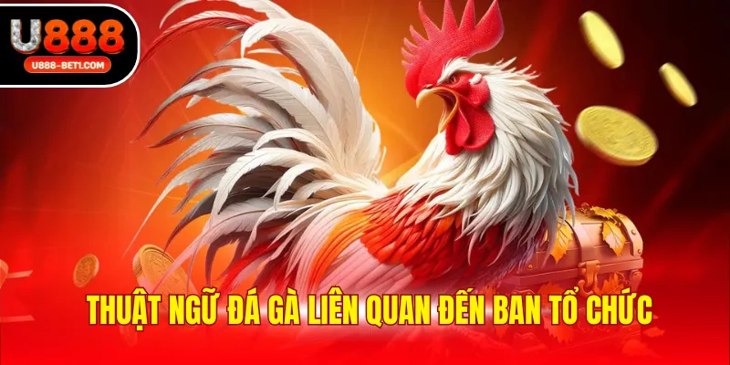 Thuật ngữ đá gà liên quan đến ban tổ chức